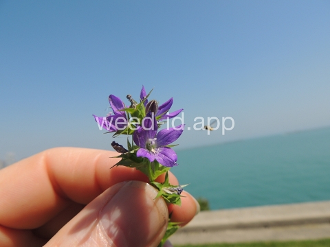 venuslookingglass, common